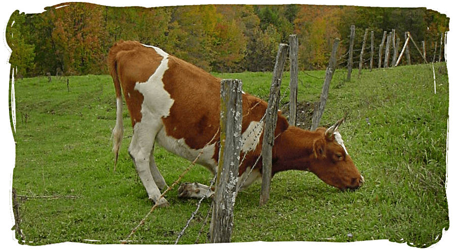 Grass is always Greener for Job Seekrers in another company